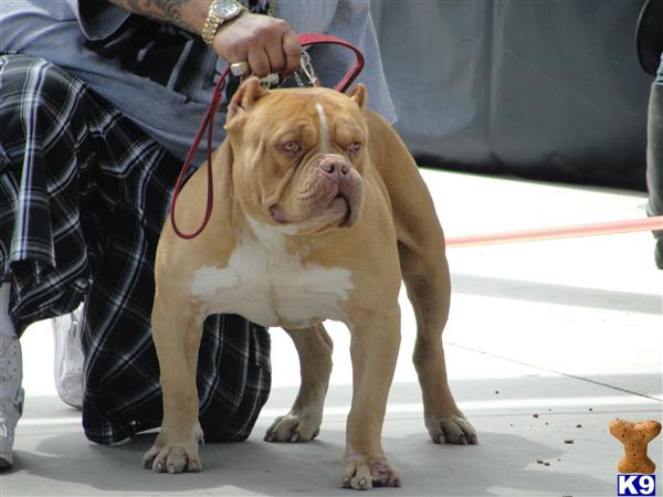 Stud Dogs in CA